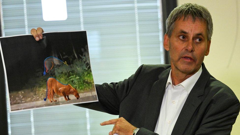 Michael Grubert, mayor of Kleinmachnow, holds a picture which shows that suspected animal on the loose. Photo 21 July 2023