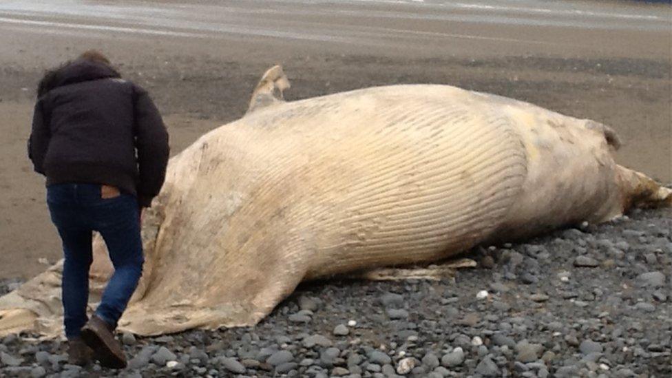 Minke whale washed up in