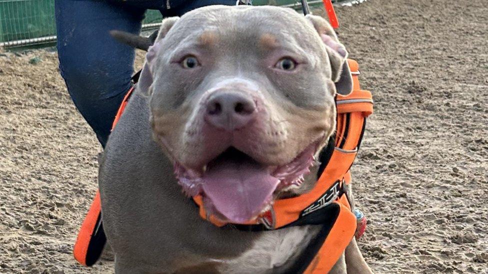 A close up of Bailey, a dog, looking at the camera