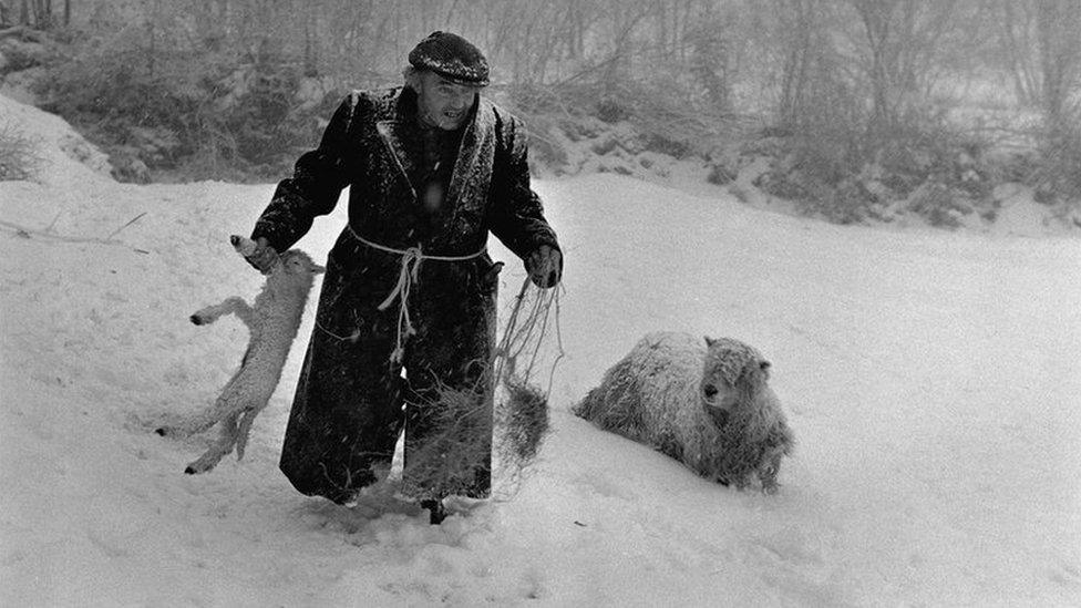 Ivor Brock rescuing a lamb in the snow in Millhams Dolton in February 1978