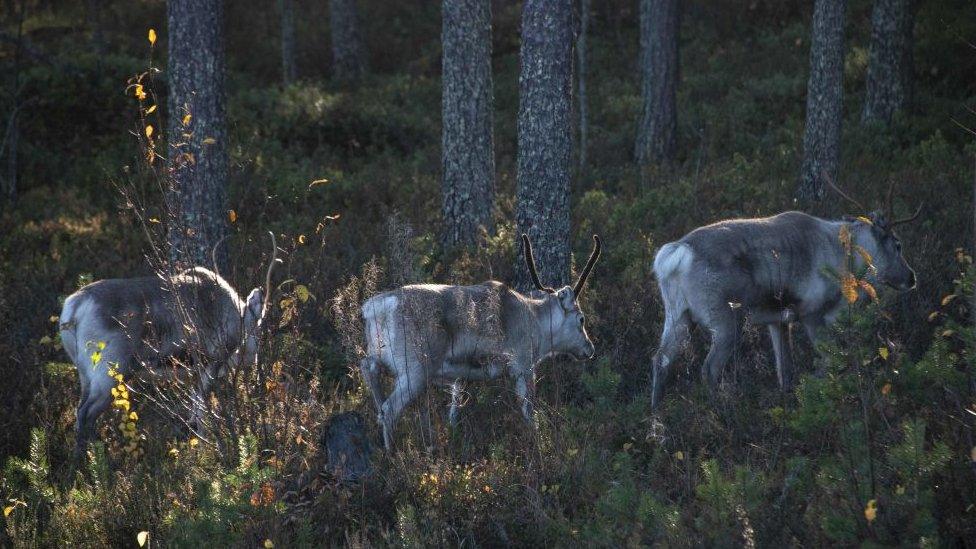 Caribou