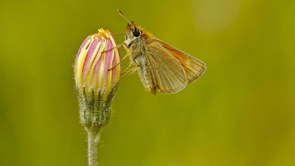 A tiny moth-like butterfly sits on a closed pink and yellow flower.