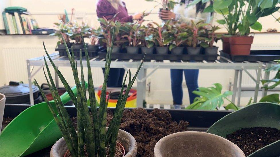 Plants at The Glasshouse