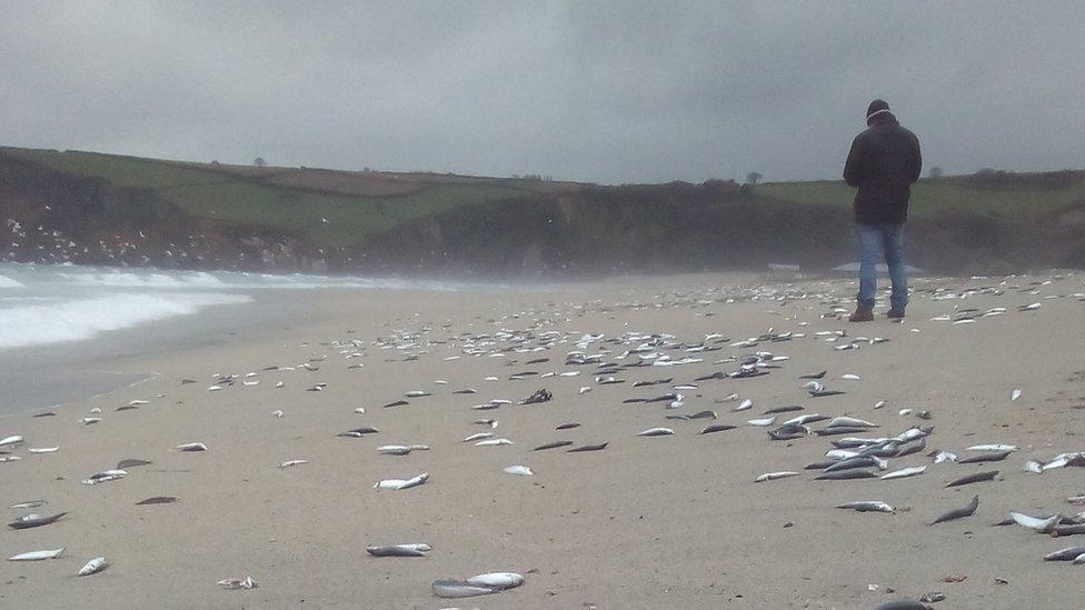 Dead fish on Pentewan Sands