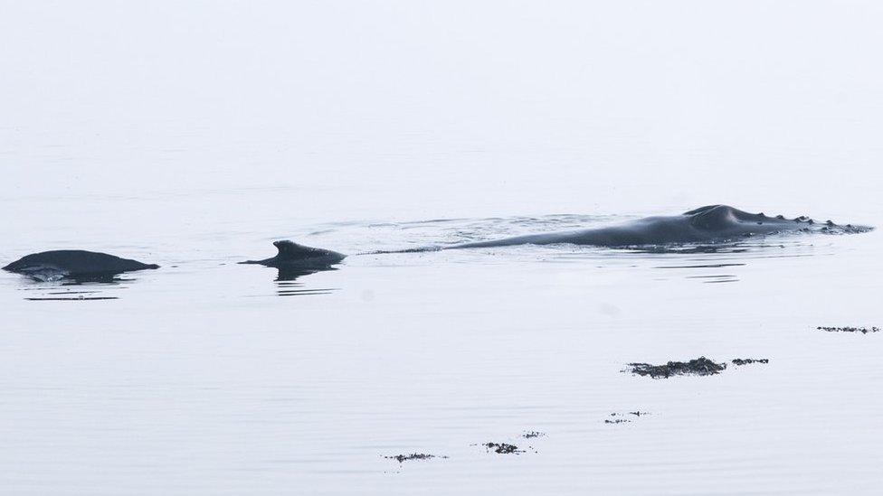 Humpback at Oban