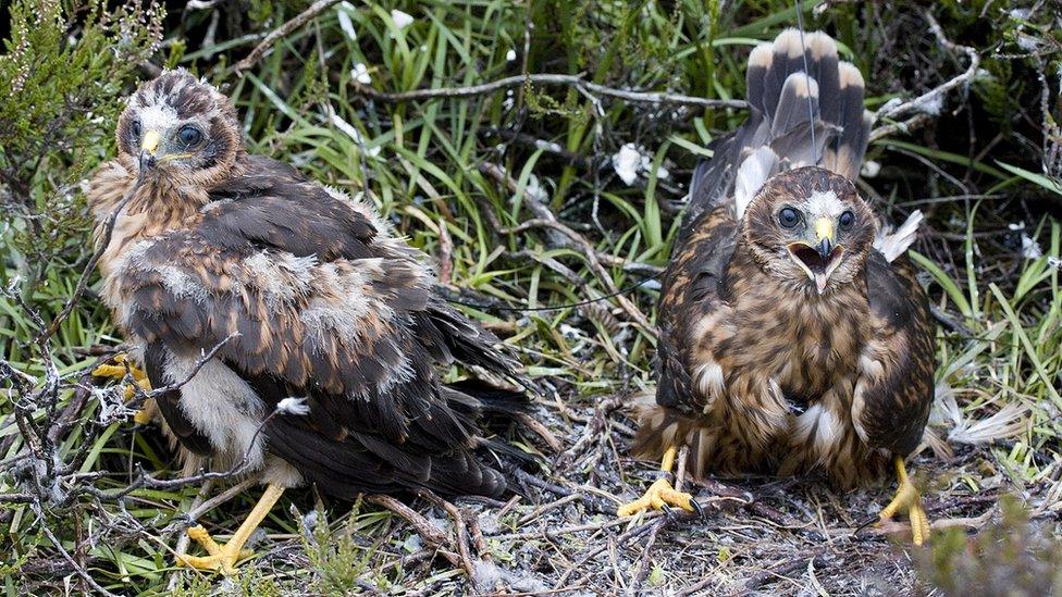 Hen harriers Manu and Marc