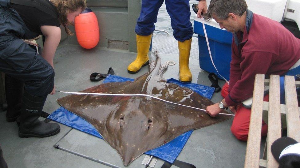 Flapper skate being measured