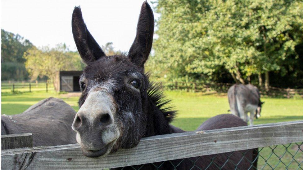 Oscar the donkey