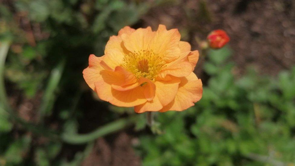 geum plant