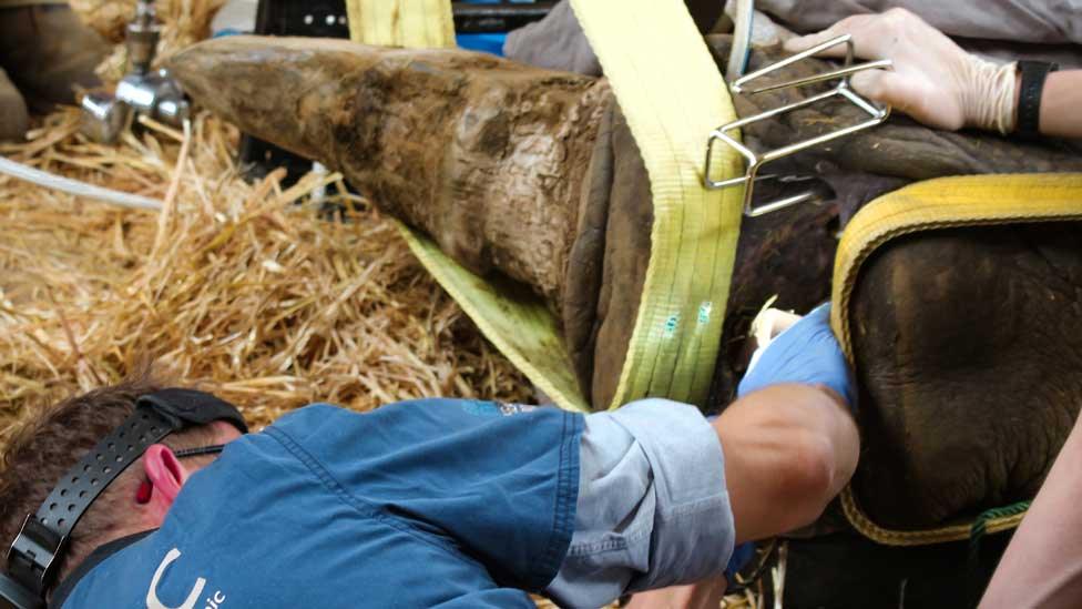 Rhino's dental check up at Whipsnade Zoo