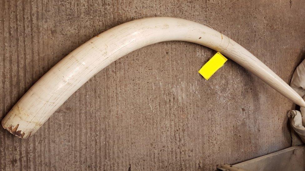 Elephant tusk seized by police