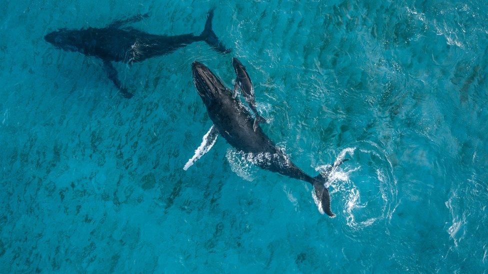 Aerial shot of dolphins