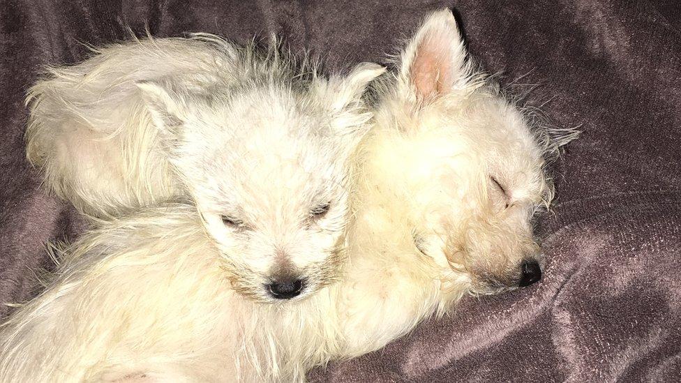 Westie pups Ben and Max