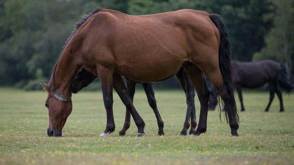 Pony feeds