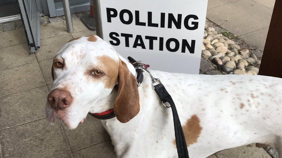 Dog at polling station