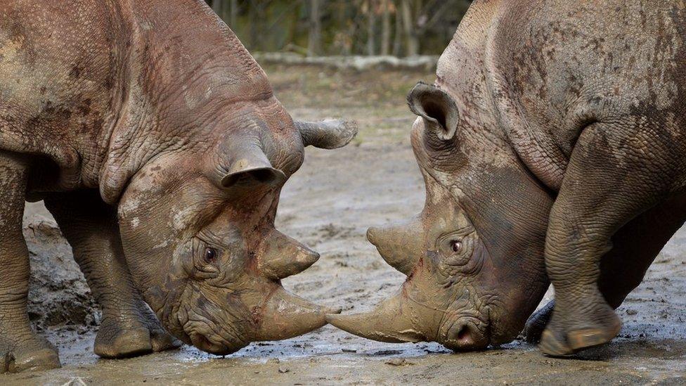 Mandela and Olmoti in Dvur Kralove safari park