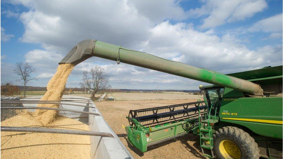 Loading soybeans into bins after harvesting in Jarrettsville, Maryland, USA.