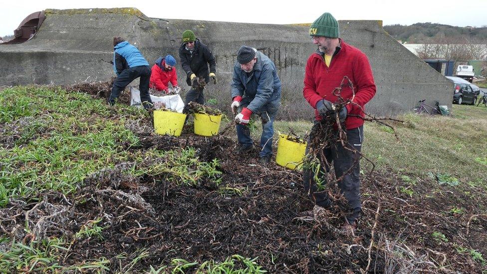 Guernsey Conservation Volunteers removing Sour Fig