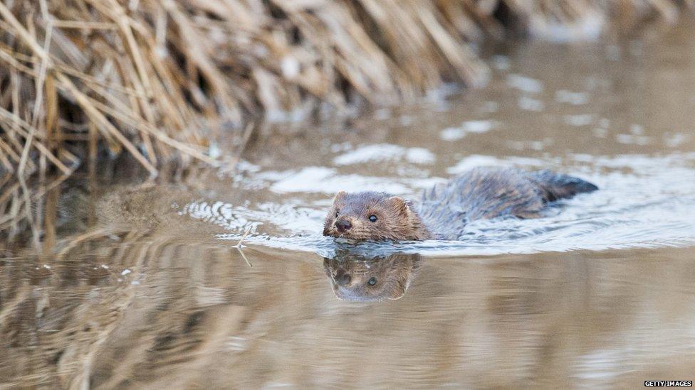 American mink: One of many alien species found in Europe