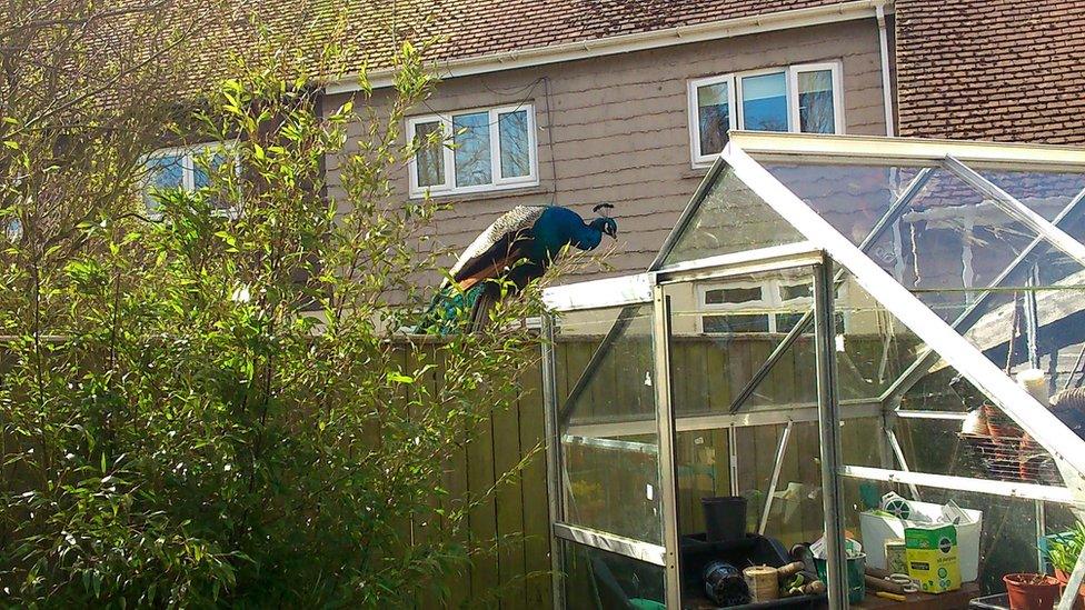 A peacock on a greenhouse in Ushaw Moor