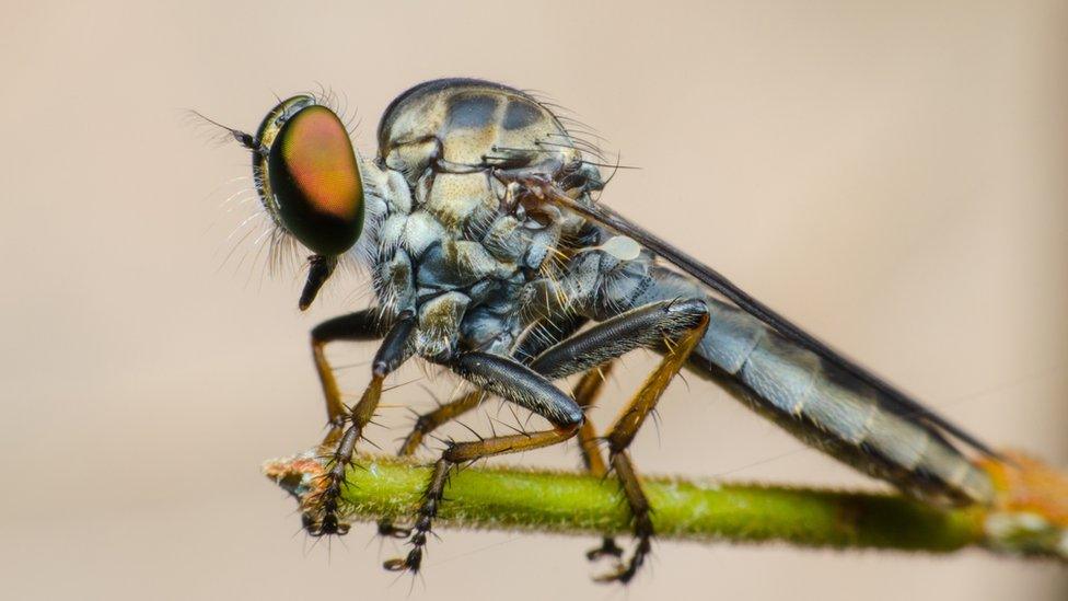 A robber fly on a plant against a brown background