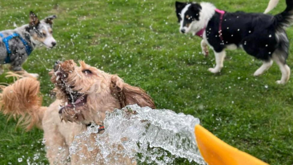 Dogs playing with water