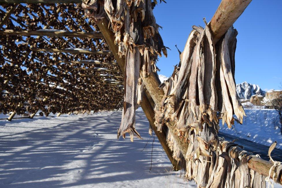 Stockfish, hung from a rack