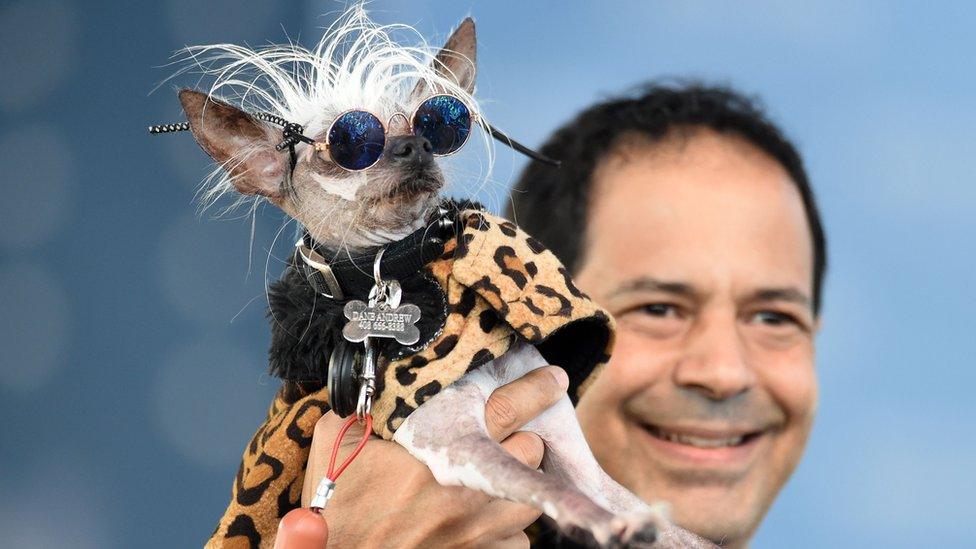 Rascal Deux, a Chinese crested, wears sunglasses while being held up by his owner Dane Andrew