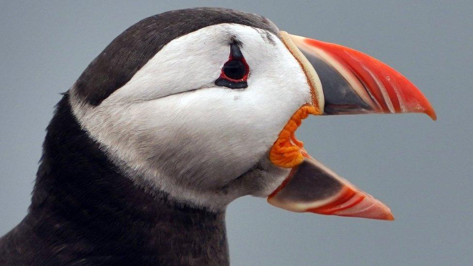 Puffin