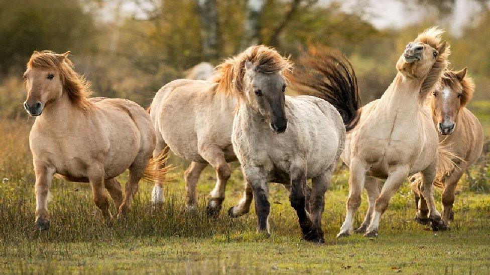 Konik ponies at Wicken Fen