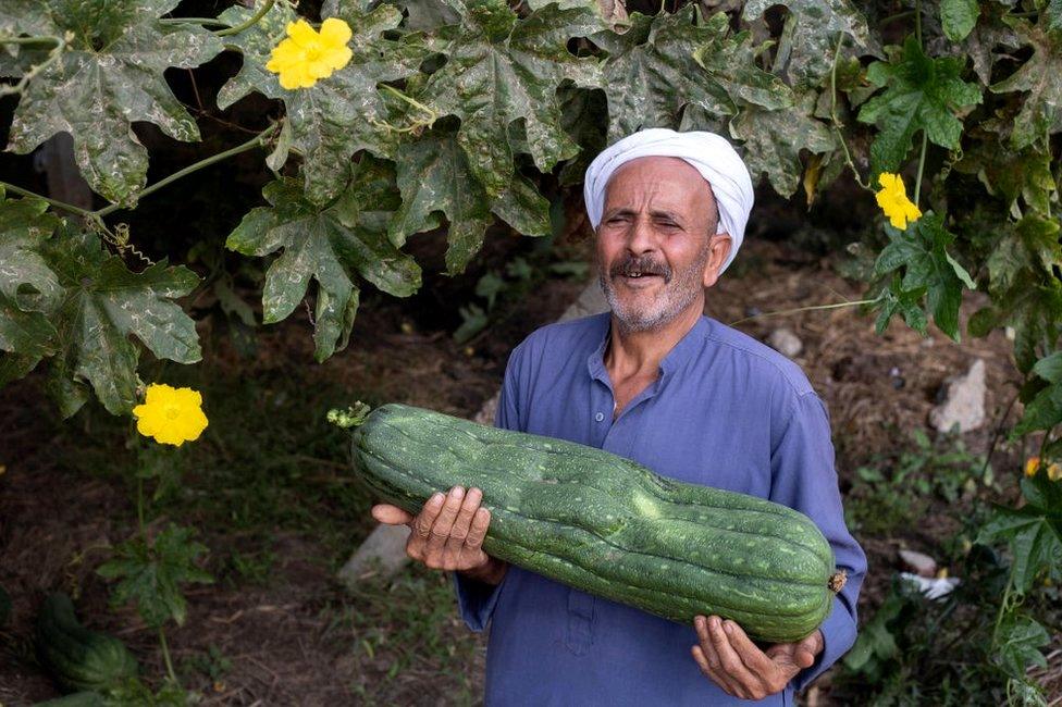 A man holds a large tuberous vegetable which is wider than his body.