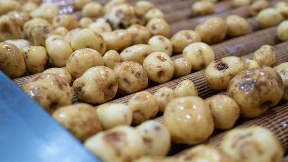 Potatoes