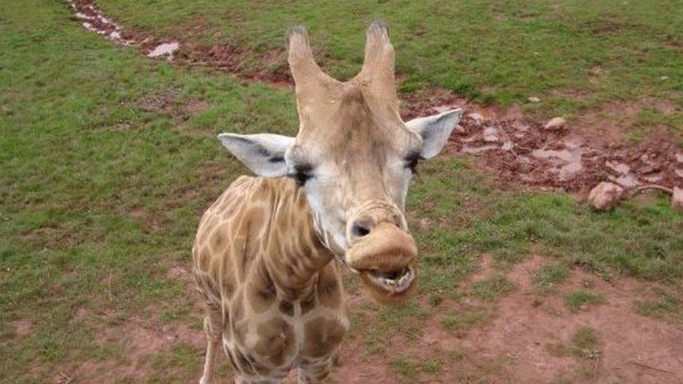 A giraffe at South Lakes Safari Zoo