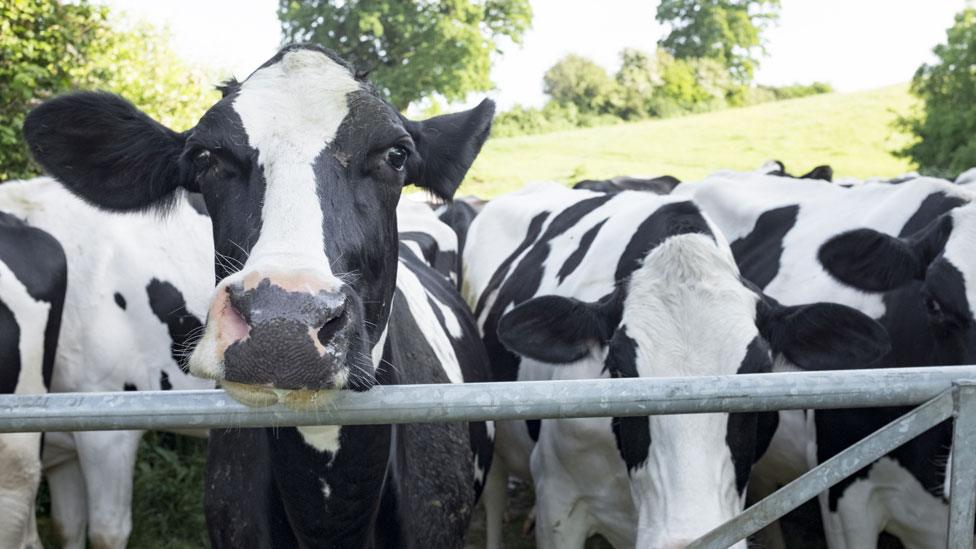 Stock picture of cows