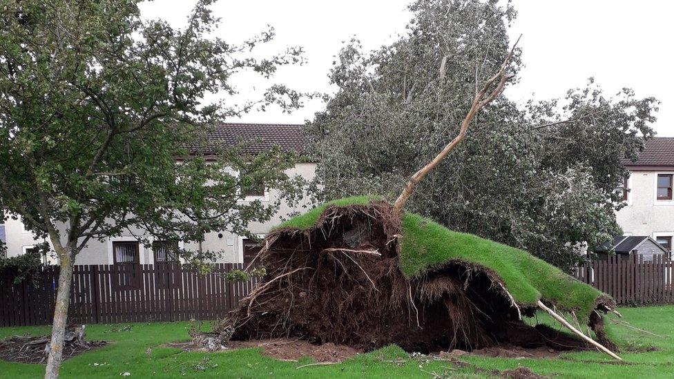 Prestwick uprooted tree