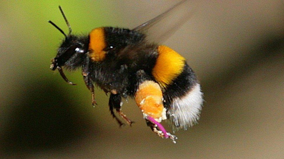 A bumble bee flying