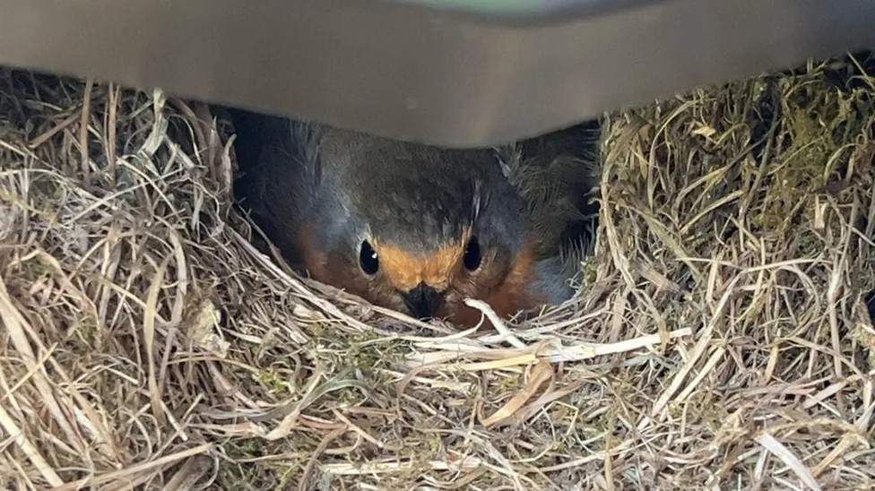 A robin nesting in a motorbike