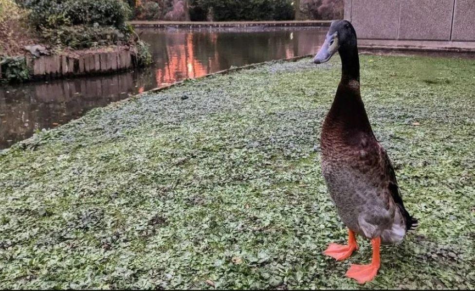 Long Boi showing off how tall he was while stood on grass in front of a lake at University of York