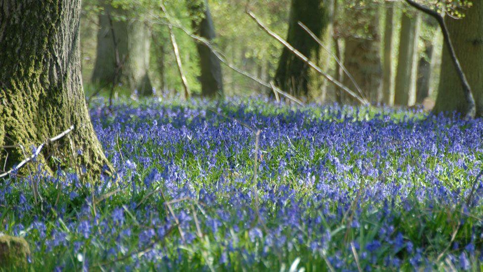 A woodland floor carpeted in bluebells with a tree trunk on the left and others in the distance,  Stratford-upon-Avon