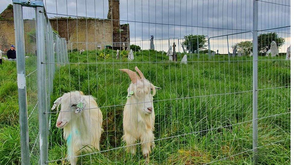 goats at St Matthew's Templebreedy Church