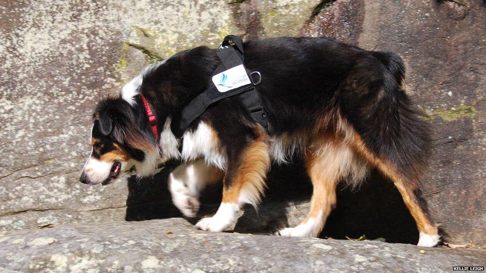 Six-year-old Australian shepherd named Badger in the Blue Mountains bush