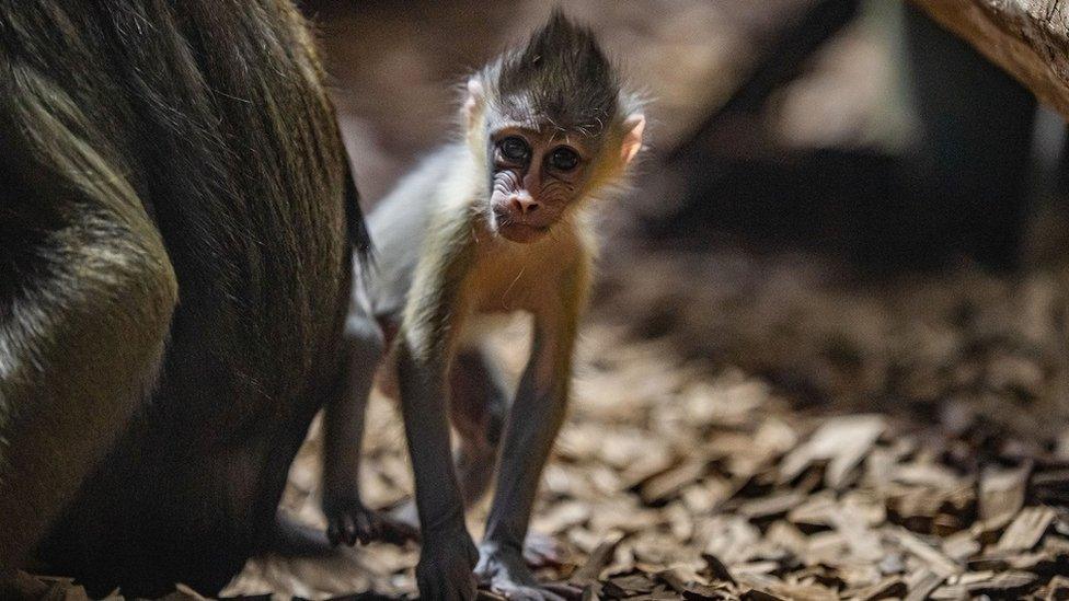 Baby mandrill