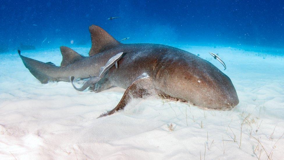 NurseSharks