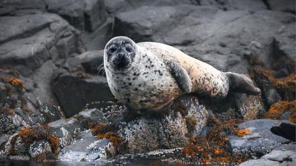 Seal