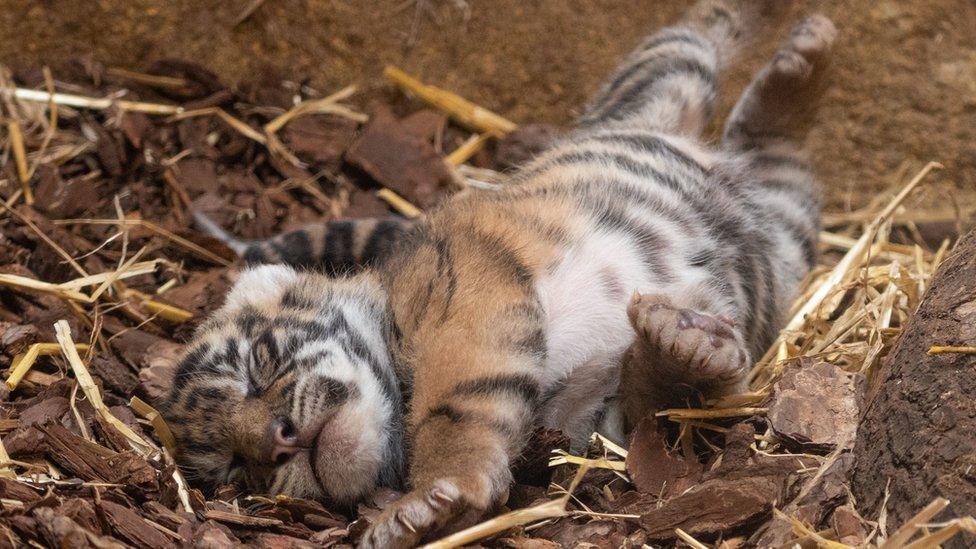 baby-Sumatran-tiger-cubs-london-zoo