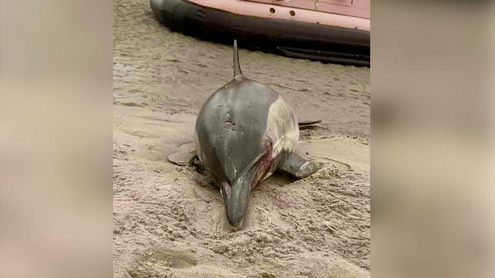 Dolphin stranded on sandbank