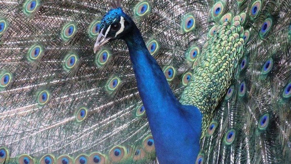 Peacock Newstead Abbey