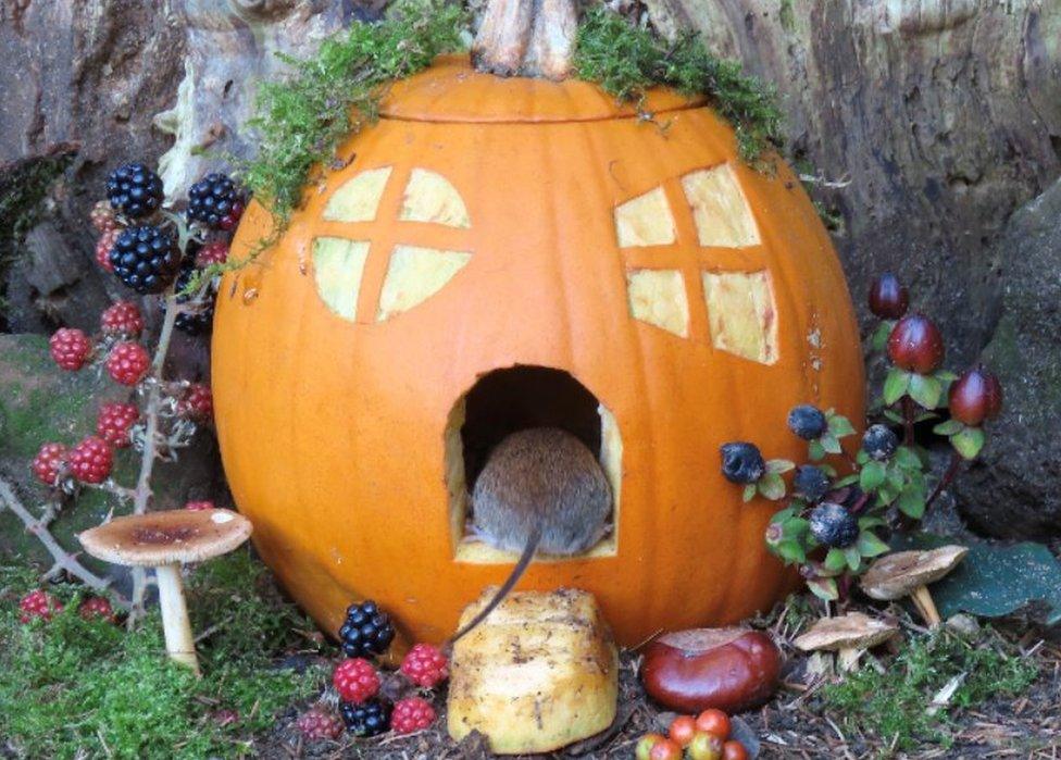 Vole in a pumpkin