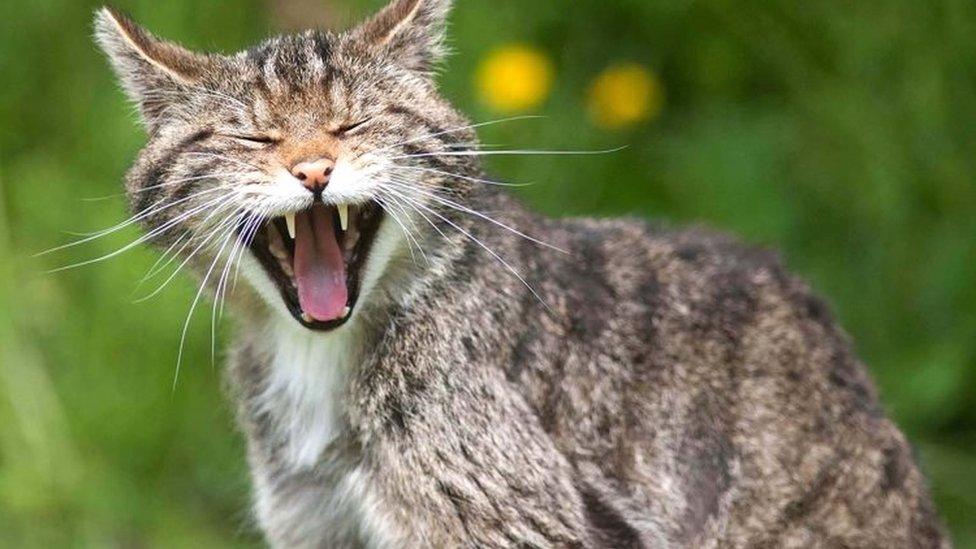 A Scottish wildcat