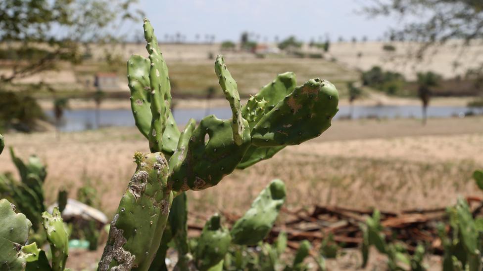 A cactus grows by the side of the road in Caetes